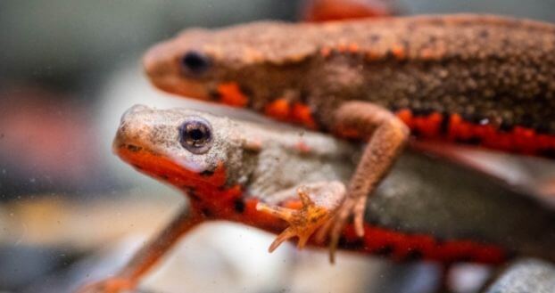 アカハライモリの繁殖季節と環境